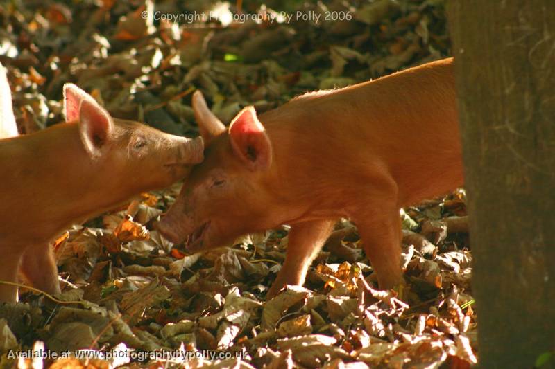 Piglet Love