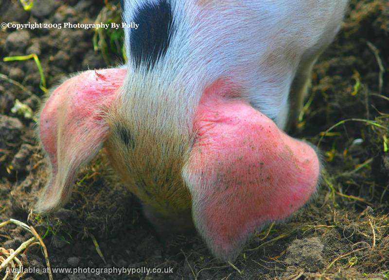 Pink Ears