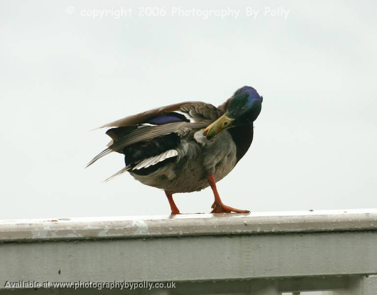 Posing Duck