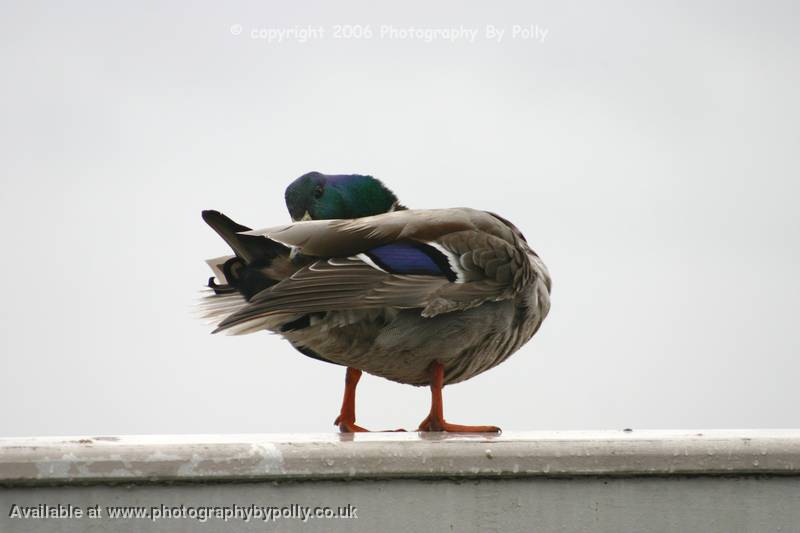 Posing Duck 1