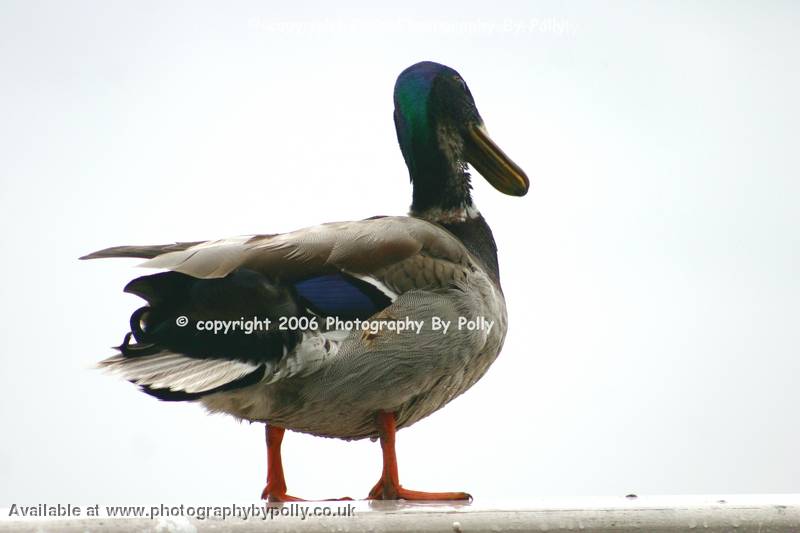 Posing Duck 2