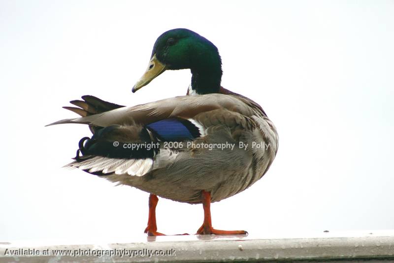 Posing Duck 3