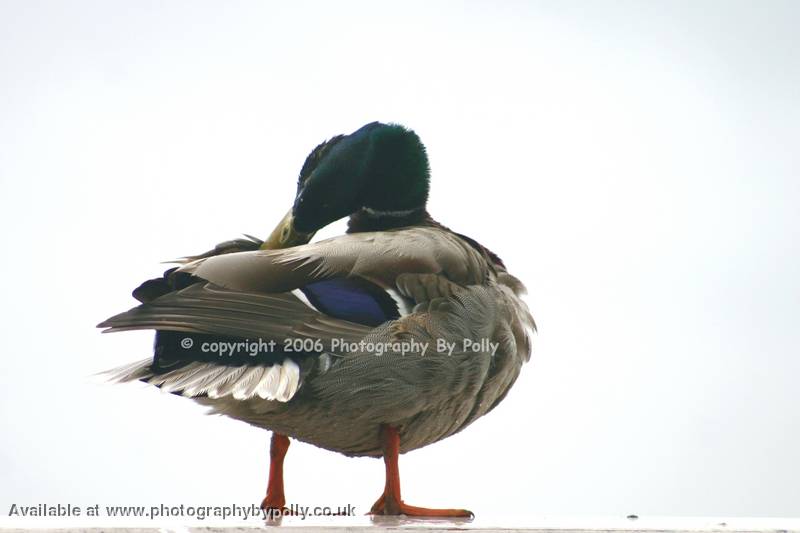 Posing Ducks 7