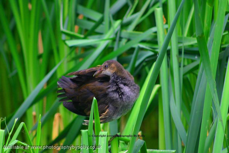 Preening