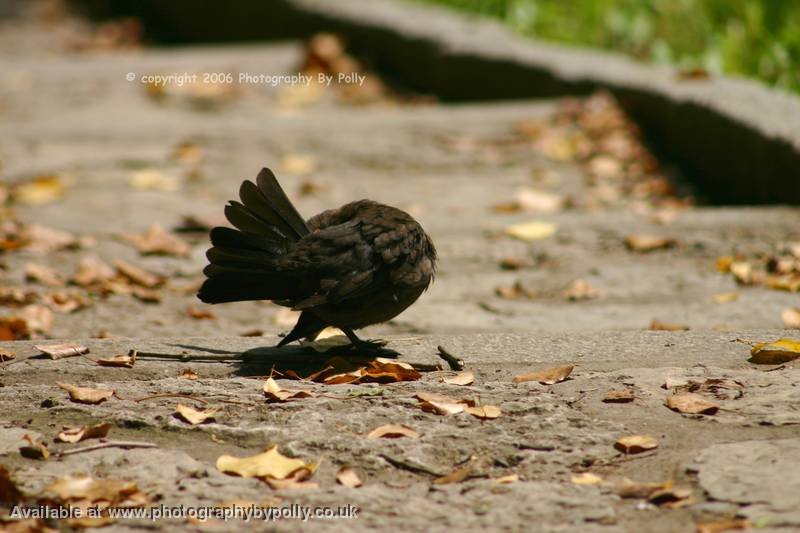 Preening Steps