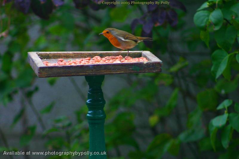 Robin Redbreast