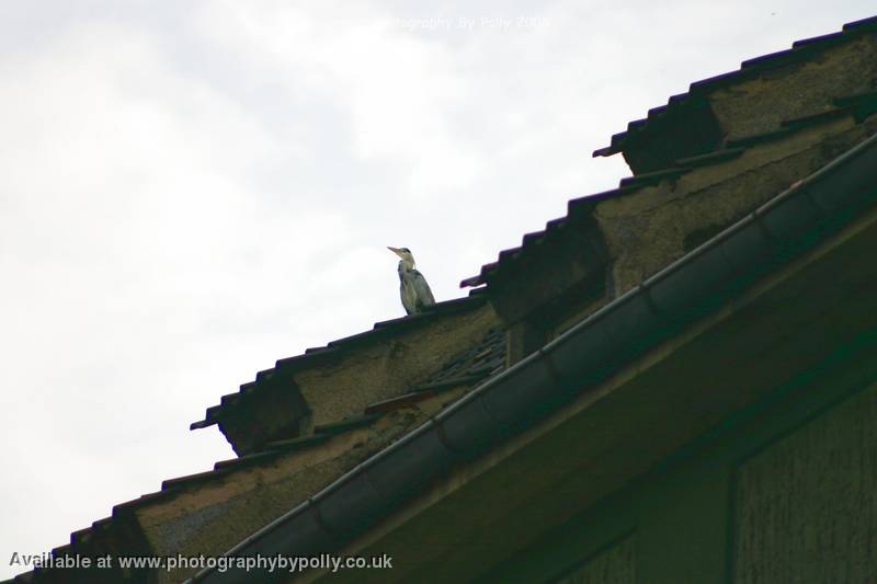 Roof Stalker