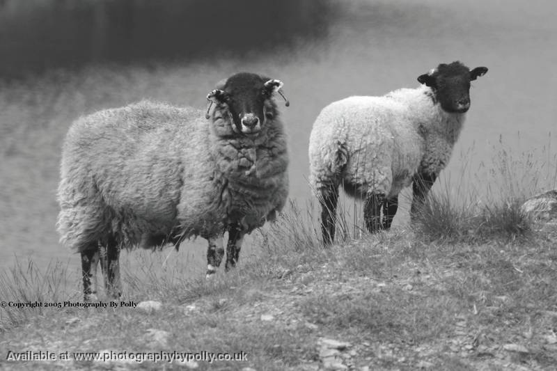 Serene Sheep