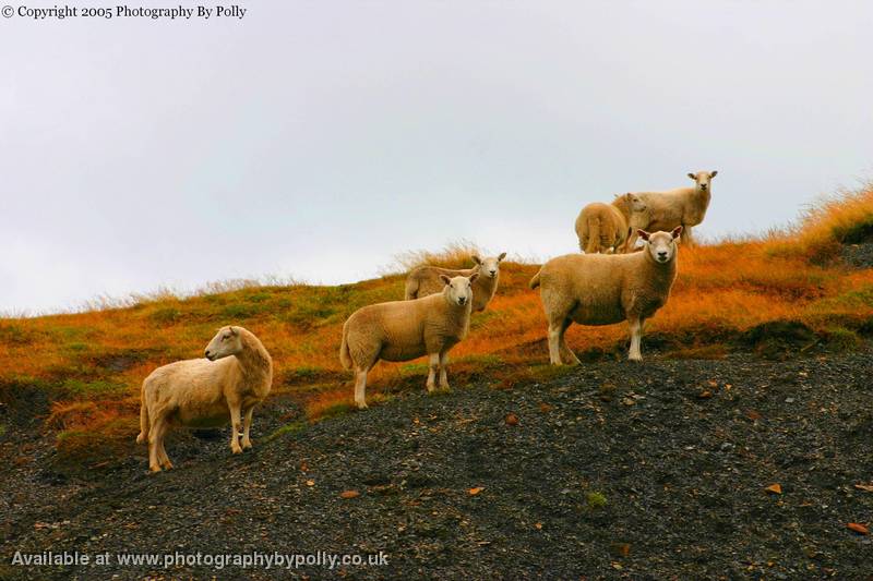 Sheep fourteen