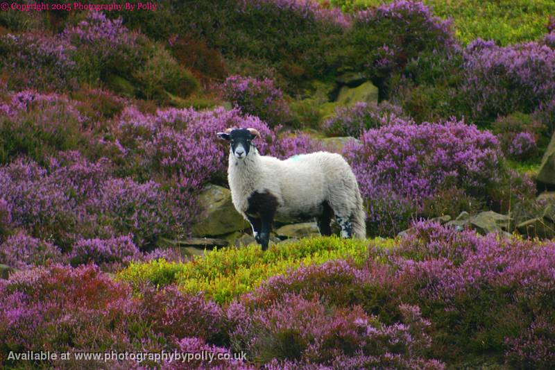 Sheep five