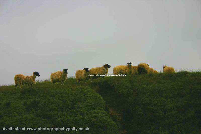 Sheep Circle