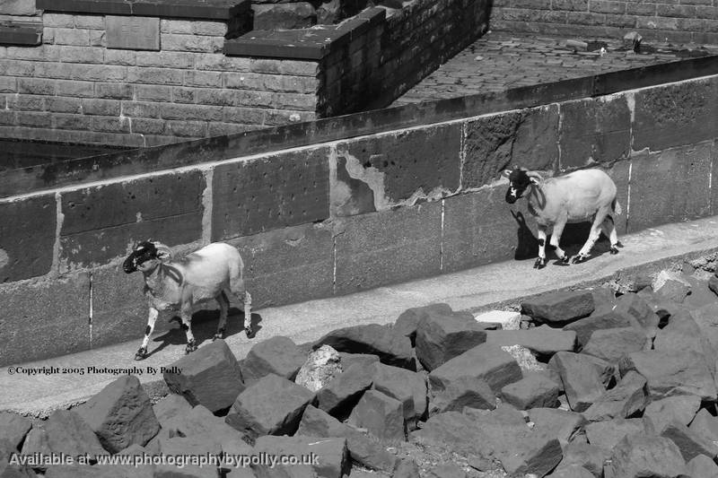 Sheep Passage