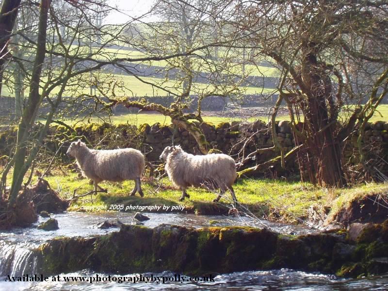 Sheep Stream Stroll