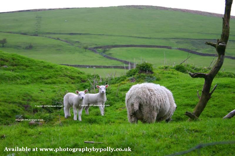 Sheep Valley