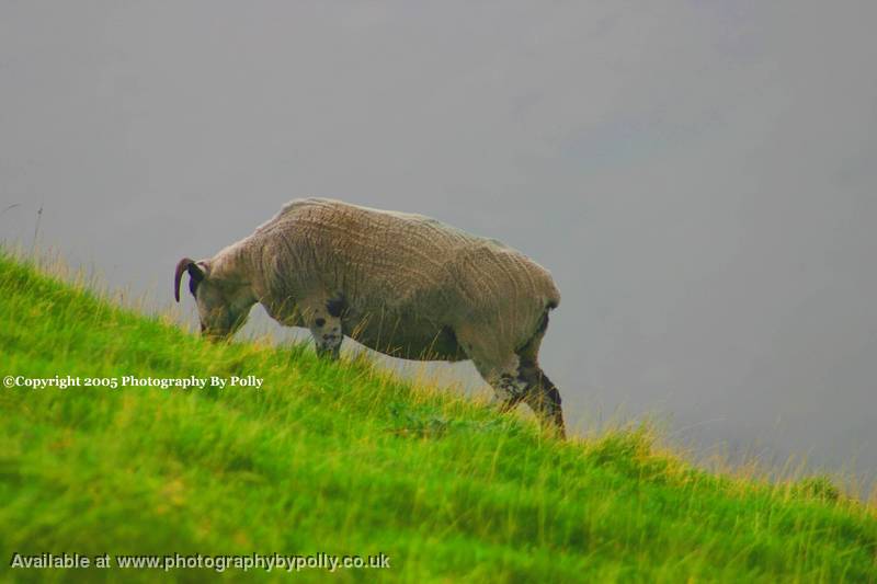 Slant Sheep