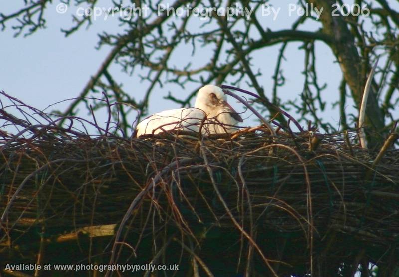 Sleep Little Stork