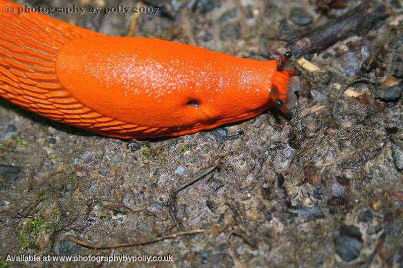 Slug Moustache