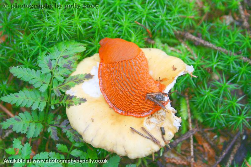 Slug Supper