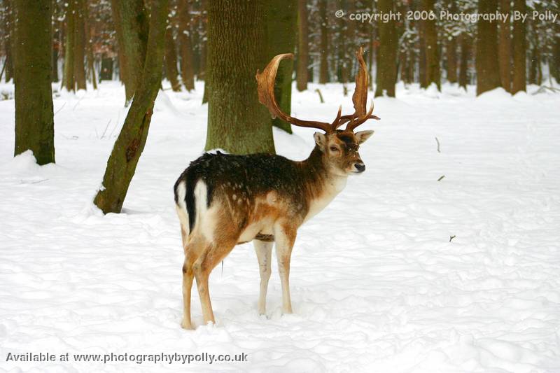 Snow Deer