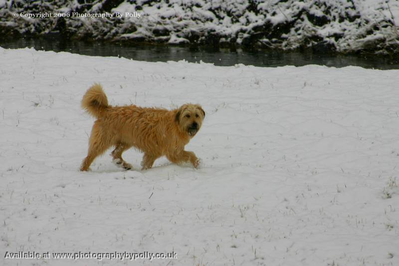 Snow Paws