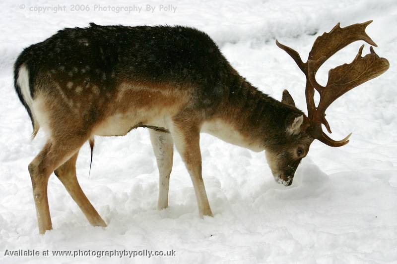 Snow Snuffle