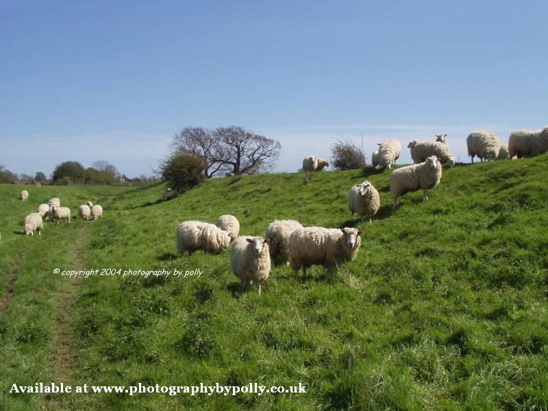 Southern Sheep