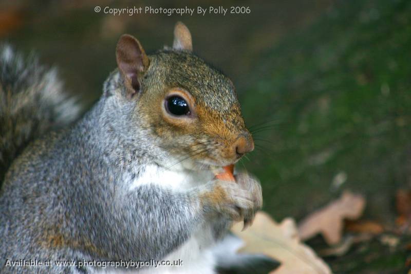 Speedy Squirrel