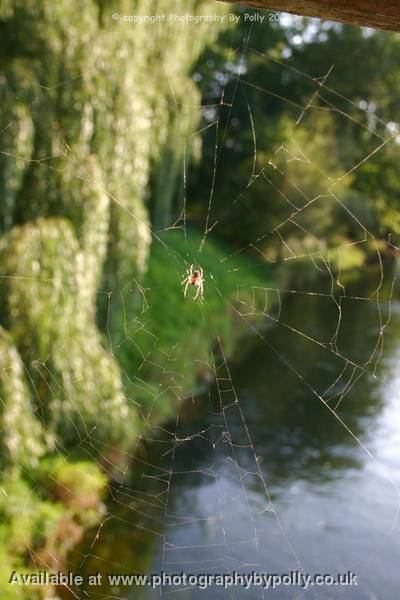 Spider Bridge