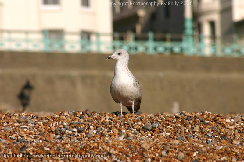 Spying Gull