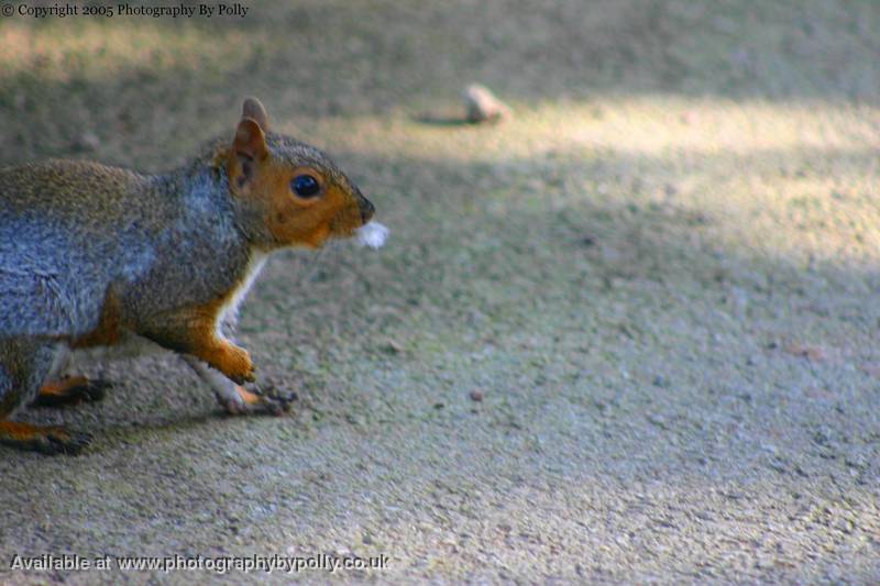 Squirrel two