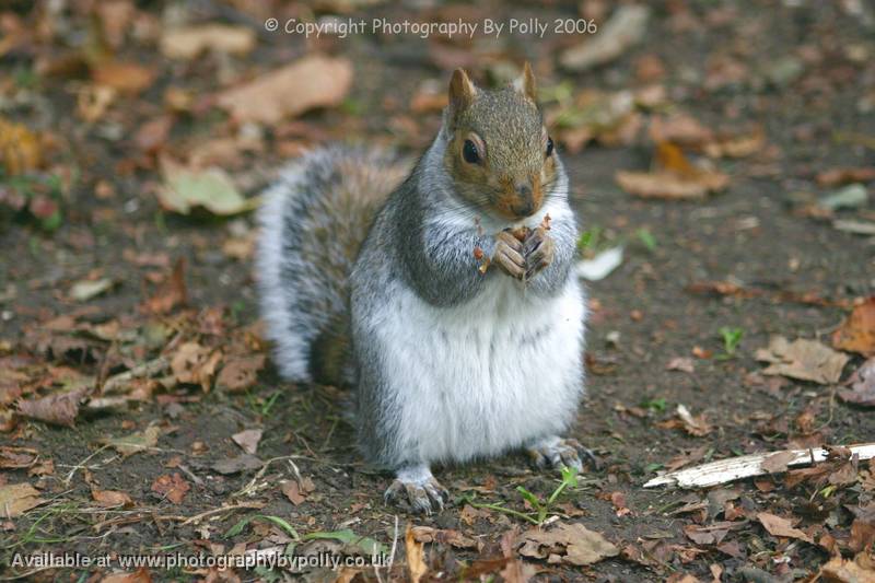 Squirrel Crumbs