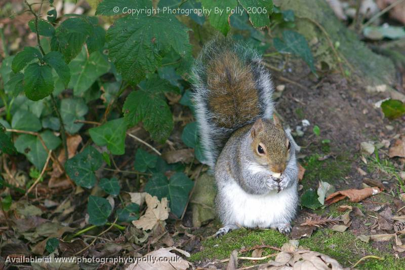 Squirrel Stash