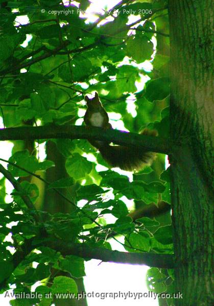 Squirrel Taunt