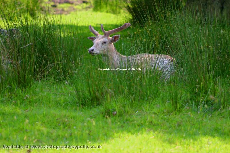 Stag In Grass