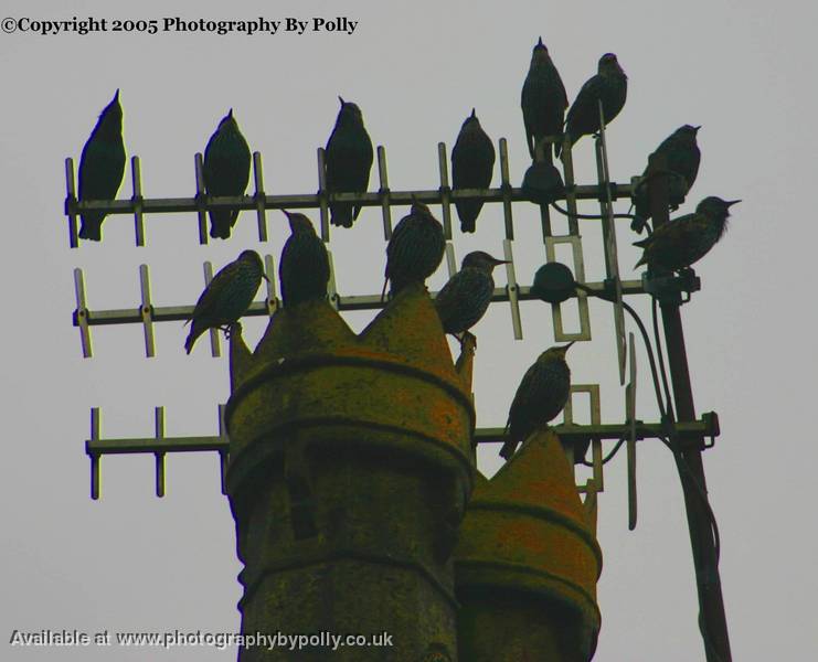 Starling Rest