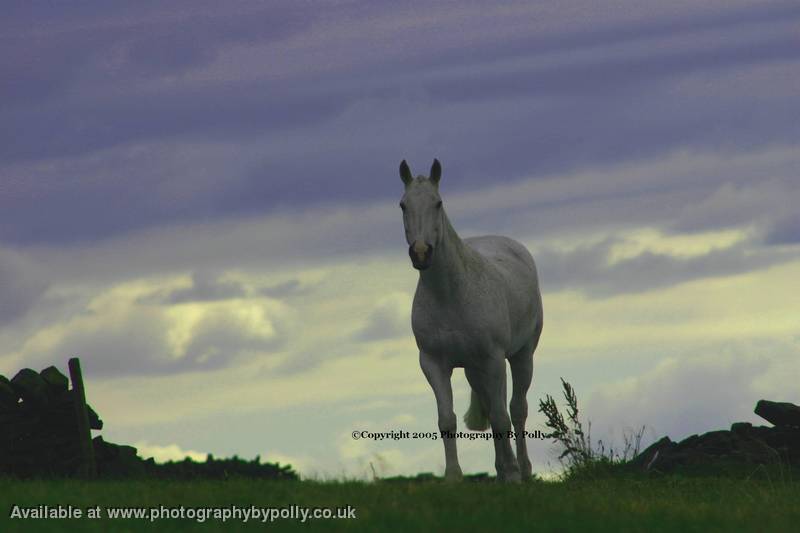 Stormy Stallion