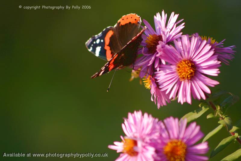 Stripey Feelers