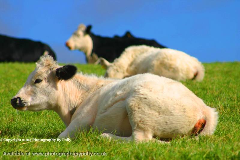 Sunning Cow