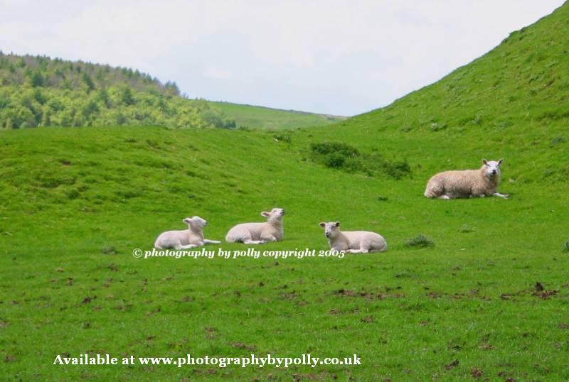 Sunning Sheep