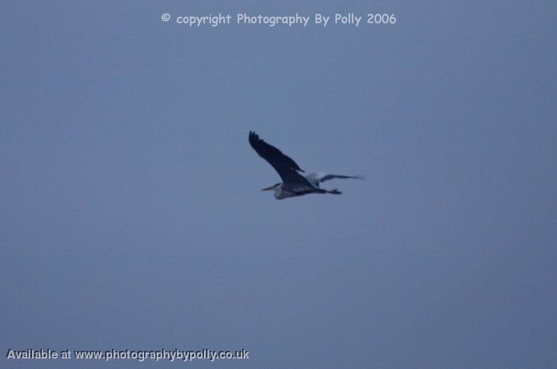 Sunrise Heron