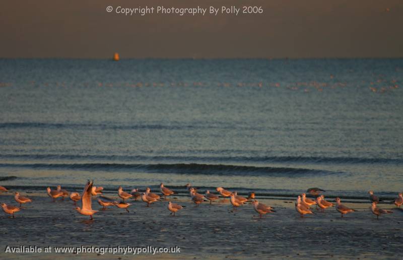 Sunsest Seagulls