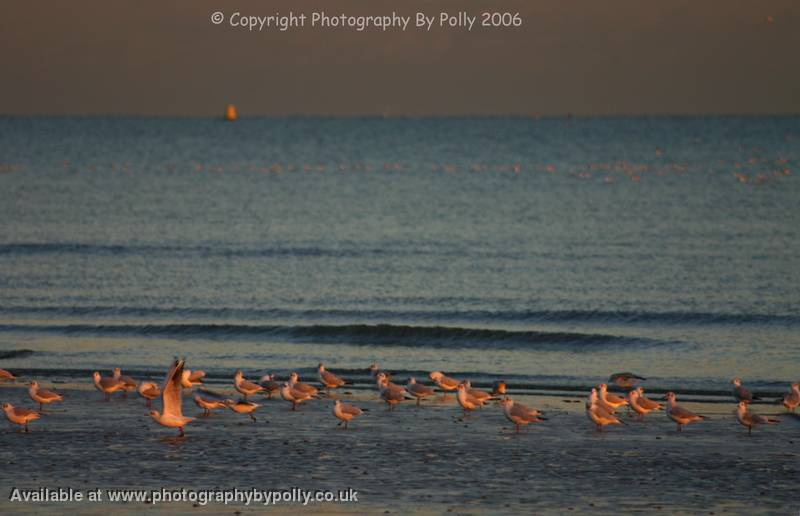 Sunsest Seagulls