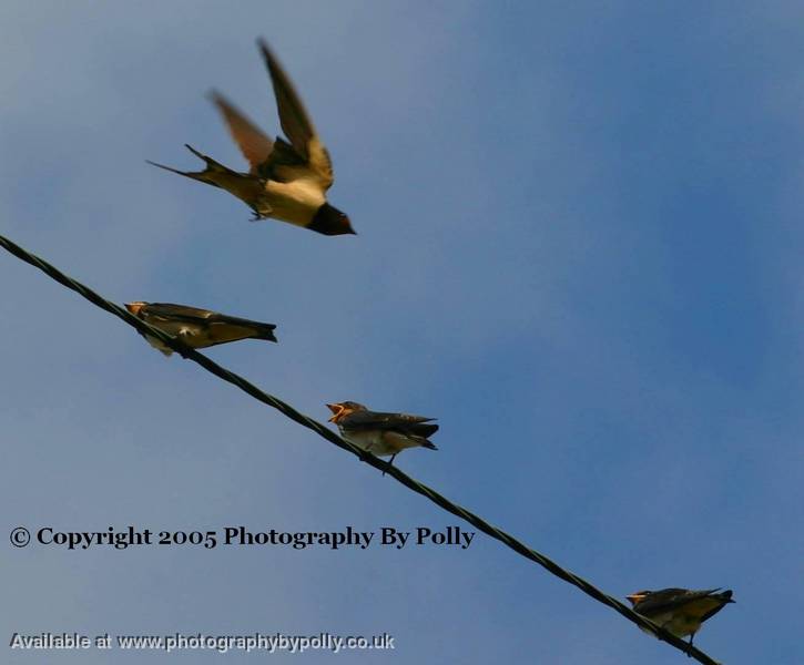 Swallow Mum