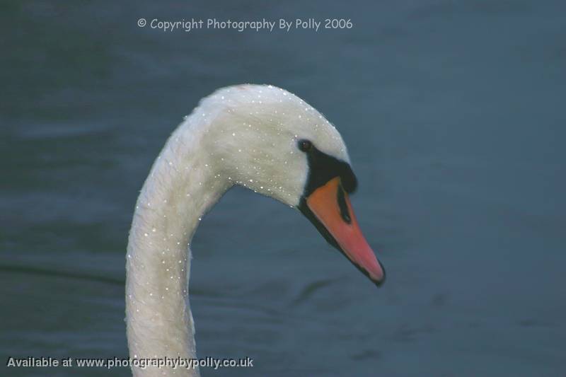 Swan Splash