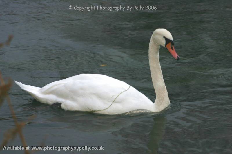 Swan Weed