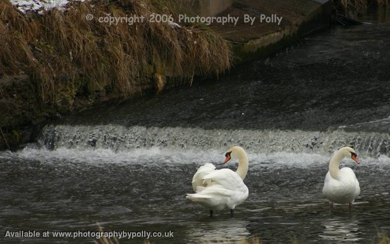 Swan Brooke