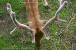 2 Antlers And A Hoof
