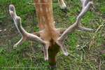 2 Antlers And A Hoof