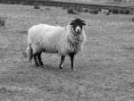 Aggro Sheep