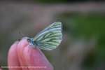 Beady Butterfly
